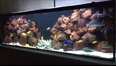 8 Feet Malawi Cichlids Tank with Fluval FX6 African Cichlid Tank, Mbuna Cichlids Tanks, Shell Dwellers Cichlids, Malawi Cichlids, Cichlid Aquarium, Mbuna Cichlids, Red Texas Cichlid, Amazing Aquariums, Lake Malawi Cichlids