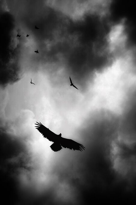 Raven Wallpaper Dark, Raven Background, Crow Pictures, Art Analysis, Bad Boy Style, Samurai Wallpaper, Eagle Wallpaper, Black And White Birds, Home Lock Screen