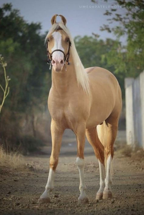 Horses Drawings, Kathiawari Horse, Rare Horse Colors, Horse Palomino, Palomino Horses, Kathiyawadi Horse, Rare Horse Breeds, Standardbred Horse, Unusual Horse