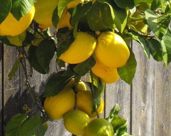 Eureka Lemon Tree, Lemon Aesthetic, Eureka Lemon, Kumquat Tree, Meyer Lemon Tree, Tattoo Plant, Mary Mary, Painting Kitchen, Art Study