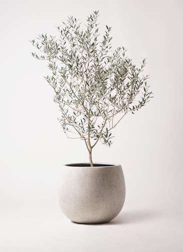 Indoor Olive Tree, Potted Olive Tree, Olive Plant, Tree Interior, Wabi Sabi Interior, Indoor Tree, Potted Plants Outdoor, Faux Tree, Interior Plants