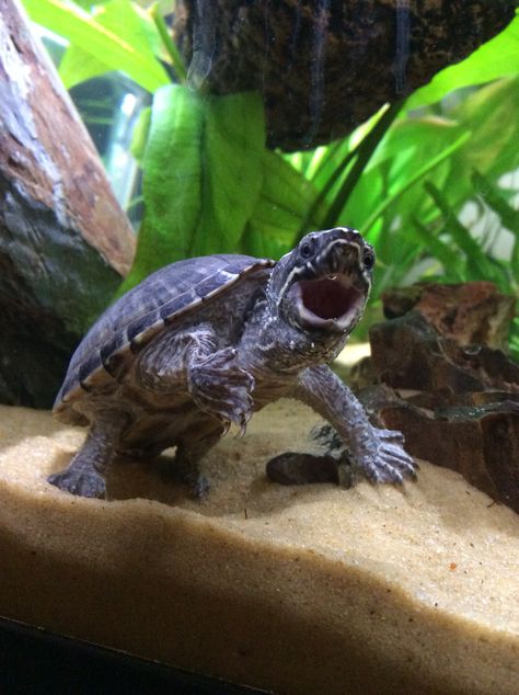 My musk turtle feelin happy :-) Common Musk Turtle, Musk Turtle Tank, Drawing Ideas Turtle, Sea Animal Drawing, Draw Turtle, Turtle Aesthetic, Pictures Of Turtles, Turtle Tank Ideas, Tattoo Turtle