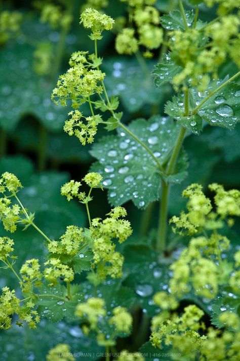 Alchemilla Mollis, Funky Flowers, Green Gardens, Lady's Mantle, Ground Covers, Garden Farm, Garden Stairs, London Garden, Farm Food