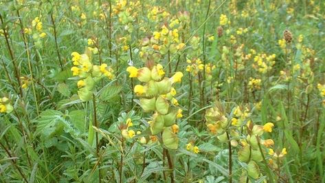 Yellow-rattle | The Wildlife Trusts Yellow Rattle, The Tiny Seed, British Garden, Meadow Flowers, Black Spot, Flower Seeds, Garden Planning, Farmer, Wild Flowers