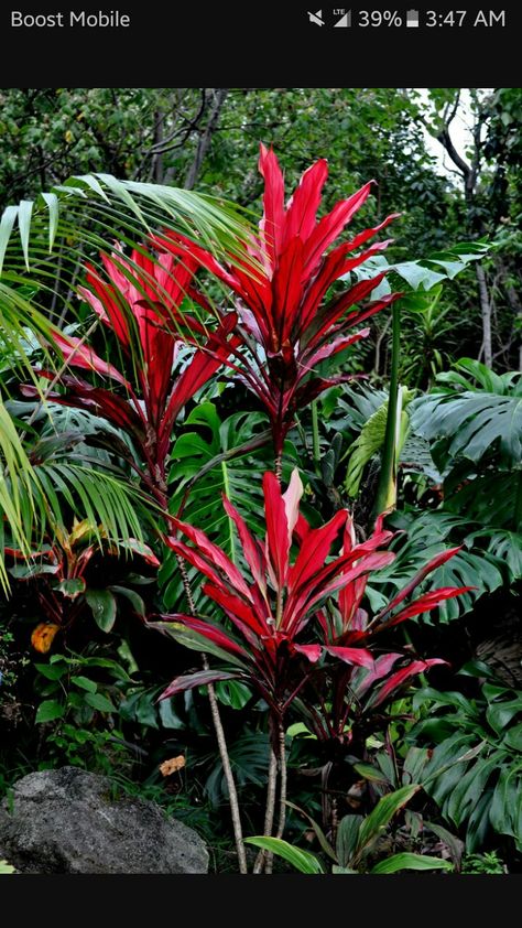 Florida Plants Landscaping, Red Palm Tree, Big Leaf Plants, Palm Tree Flowers, Tropical Backyard Landscaping, Small Tropical Gardens, Bali Garden, Tropical Landscape Design, Tropical Garden Design