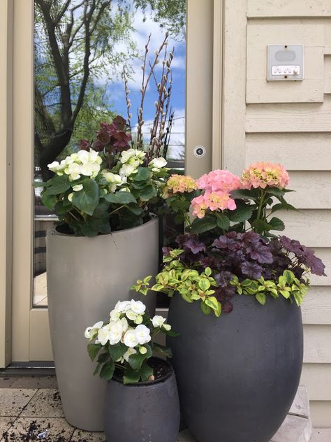 Pink Hydrangea shrub pairs nicely with Purple Plum Heuchera, White Begonias and Lysmachia to create an  arrangement that will bloom all spring.   #planter #springplanter Hydrangea Potted Planters, Three Feet Tall Glass Flower Containers, Tall Hydrangea Arrangement, Tall Vase With Hydrangeas, Boho Hydrangea Plant, White Begonias, Tall White Planter, Hydrangea Shrub, Spring Planter