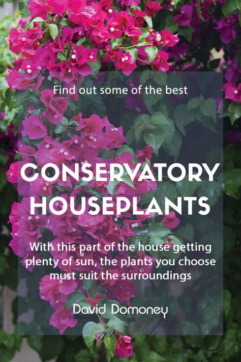 Just like we all have different wants, needs and environments that help us thrive, each houseplant has a perfect environment where it will grow its best. Conservatories usually receive plenty of sun due to their large windows. So, here are some of the best houseplants to grow in your conservatory. Trees For Small Gardens, Best Houseplants, Tiny Gardens, Flowering Cherry Tree, Pitcher Plant, Shop Sign, Carnivorous Plants, Winter Flowers, Small Garden Design