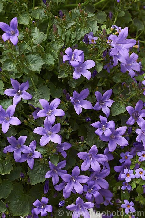 Quirky Garden Ideas, Campanula Portenschlagiana, Modern Watercolour, Quirky Garden, Pictures Of Plants, Plant Combos, Purple Garden, Watercolour Inspiration, Beautiful Plants