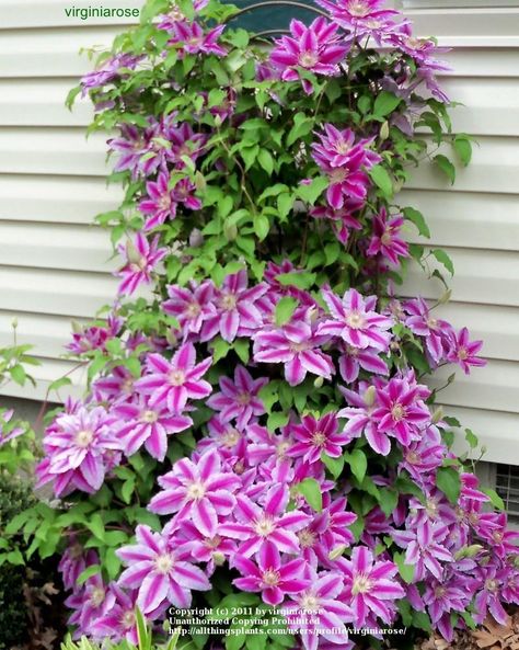 Clematis Care, Clematis Plants, Yard Area, Flowers Growing, Clematis Vine, Garden Vines, House Photo, Garden Yard Ideas, Flowering Vines