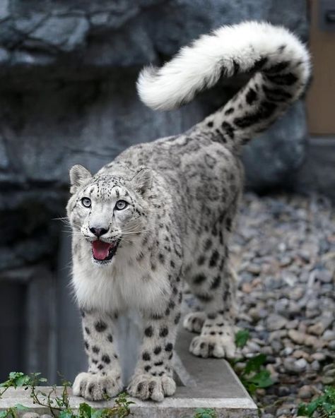 Pretty Animals, Cute Animals Images, White Snow, Cheetahs, Silly Animals, Fluffy Animals, Cute Wild Animals, Cute Animal Photos, Snow Leopard