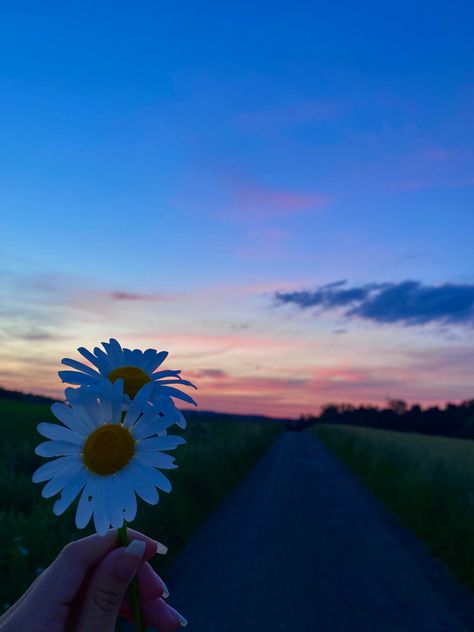 #sunset #daisy #nature Sunset Daisy, Daisy, Flowers, Nature