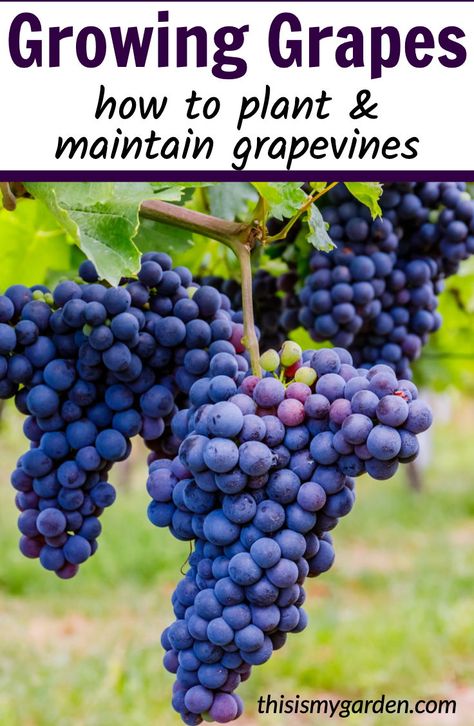 Planting Grapes, How To Grow Grapes, Fruit Trees Backyard, Grapes Growing, Grape Vine Trellis, Grow Grapes, Grape Vine Plant, Fruit Tree Garden, Grape Trellis