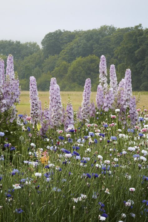 Delphinium: How to plant, grow and care for Delphinium flowers | House & Garden Delphinium Plant, Cottage Garden Borders, Flowers House, Delphinium Flowers, Herbaceous Border, Hardy Perennials, Garden Borders, Seasonal Flowers, House Garden