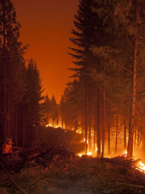 Klamath National Forest, Burning Forest, Wildland Fire, Wildland Firefighter, Fire Photography, Wild Fire, Fire Art, Forest Fire, Natural Disasters