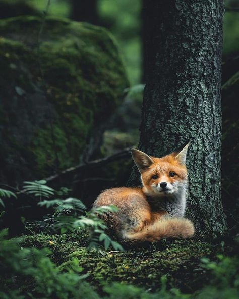 Fox Photos Photography, Forest Fox Aesthetic, Wild Animals In Forest, Animal Nature Aesthetic, Forest Animal Photography, Fuchs Aesthetic, Beautiful Animals Photography Wildlife, Wilderness Pictures, Delta Aesthetic