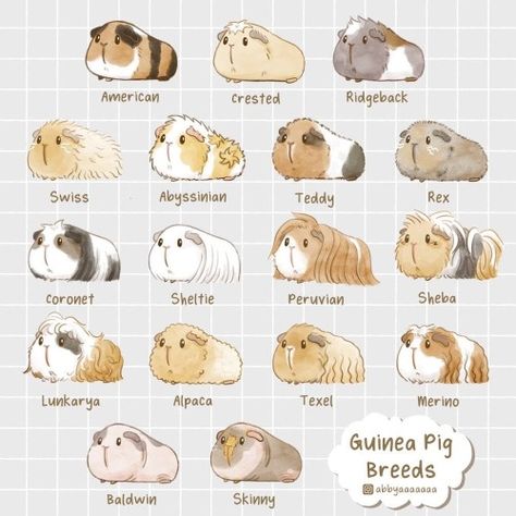 Guinea Pig Breesd draw by "IG:abbyaaaaaaa" How To Draw Guinea Pigs, Cute Guinea Pig Drawings, Guinea Pig Ideas, Guinea Pig Cage Ideas Diy, Cute Guinea Pig Cage Ideas, Guinea Pigs Cage Ideas, Guinea Pig Tattoo, Guinea Pig Drawing, Guinea Pigs Cute