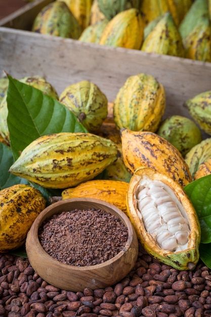 Photo ripe cocoa pod and nibs, cocoa bea... | Premium Photo #Freepik #photo #cocoa-butter #cacao-bean #cocoa-beans #cacao Cocoa Fruit, Cacao Benefits, Chocolate Tree, Cacao Butter, Cocoa Beans, State Foods, Cacao Beans, Arusha, Raw Cacao