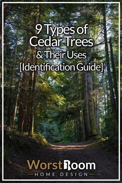 Deodar Cedar Tree, Cedar Tree, Types Of Cedar Trees, Green Giant Western Cedar, Different Types Of Forests, Ontario Tree Identification, Juniper Tree, Orchard Tree, Tree Identification