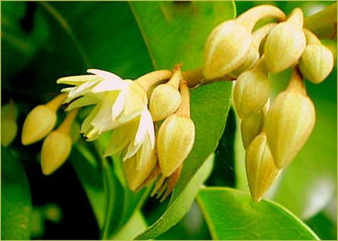 Fragrant Flower Bakula Spanish Cherry Bakul Molsri RARE Tropical Spanish Cherry Flower, Spanish Cherry, Cherry Flower, Forest Garden, Fragrant Flowers, Cherry Tree, Garden Yard, Exotic Flowers, Flower Beauty