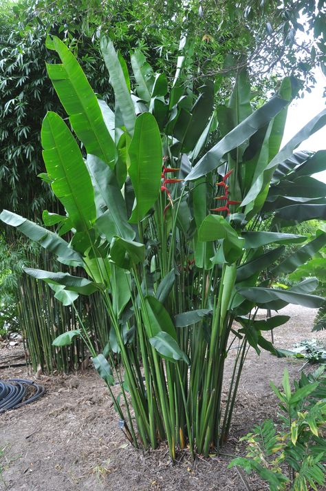 Heliconia bihai x marginata ‘Rauliniana’ | Bamboo Land Nursery QLD Australia Heliconia Kawauchi, Heliconia Plant, Tropical Garden Plants, Balinese Garden, Tropical Landscape Design, Tropical Garden Design, Tropical Backyard, Backyard Garden Design, Tropical Landscaping