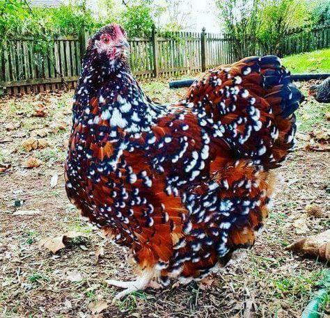 Wow colorful, I never seen a hen like this before! - Trena Sim - Google+ Regnul Animal, Fancy Chickens, Beautiful Chickens, Chickens And Roosters, Chicken Breeds, Pet Chickens, Chicken Farm, Hobby Farms, Raising Chickens