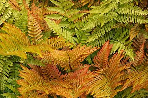 Dryopteris erythrosora 'Brilliance' (Autumn Fern) Flowering Shade Plants, Evergreen Ferns, Ferns Care, Autumn Fern, Wood Fern, Fern Plant, Woodland Garden, Buy Plants, Plant Combinations