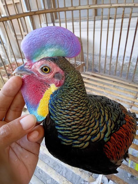 Lets breed green junglefowl chicken and stop cathcing on wild Pretty Chickens, Jungle Fowl, Bantam Chicken, Wild Chicken, Bantam Chickens, Pigeon Breeds, Green Jungle, Beautiful Chickens, Animals Care