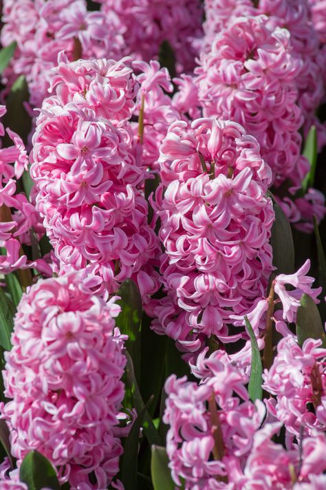 Hyacinth Bulbs | Item # 4050 Fondant | For Sale - Colorblends® Pink Hyacinth, Hyacinth Bulbs, Fall Bulbs, Backyard Design, My Flower, Pink Flowers, Fondant, Plants, For Sale