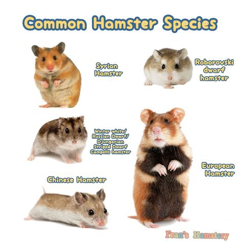 Types Of Hamster Breeds, Hamster Types, Hamster Facts, Russian Hamster, Hamster Breeds, Hamster Life, Pet Rodents, Hamster Diy, Hamster Habitat