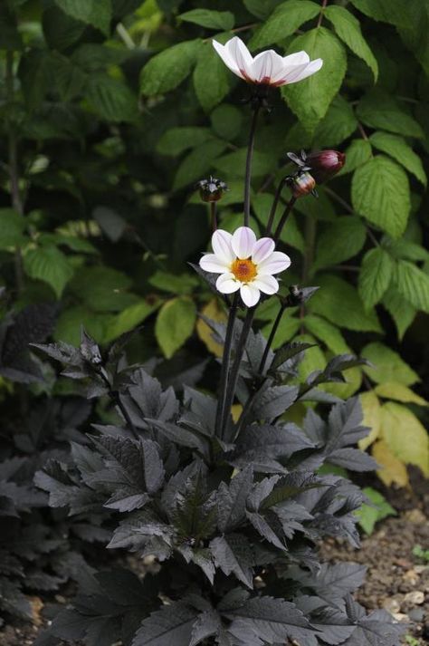 Black Foliage Plants, Dark Foliage Plants, After Eights, Black And White Plants, Black Dahlias, Black And White Garden, Pale Flowers, Dahlia Black, Black Plants