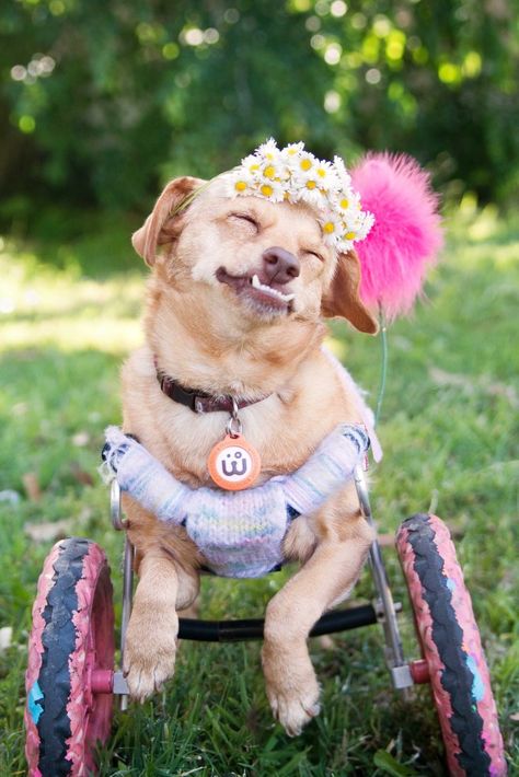 This adorable pup in a wheelchair was saved from euthanization. Now she's an Instagram superstar! Disabled Dog, Inspirational Stories, Hero 3, Dog Photos, Beautiful Dogs, Wheelchair, Animals Friends, I Love Dogs, Animals For Kids