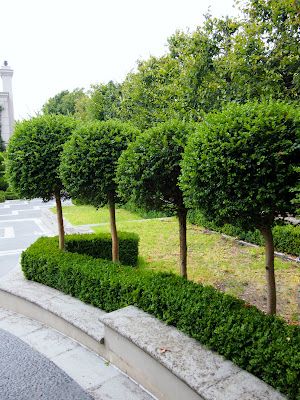 OPTION A: Box standards in box hedge Standard Trees, Modern Day Farmhouse, Hedges Landscaping, Box Hedge, Hedge Garden, Garden Pavers, Garden Hedges, Front Garden Ideas, Front Gardens