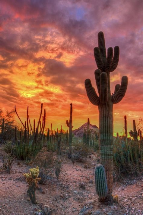 Arizona Sunrise, Desert Pictures, Desert Aesthetic, Arizona Sunset, Arizona Landscape, Desert Botanical Garden, Desert Life, Southwest Desert, Desert Sunset