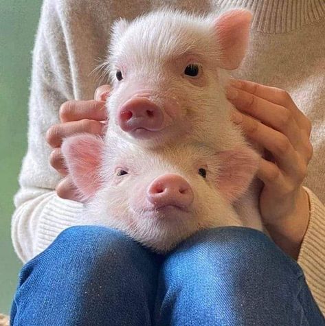 Micro Pig, Needing Attention, Pet Pig, Micro Pigs, Pot Belly Pigs, Teacup Pigs, Pig Pictures, Pig Farm