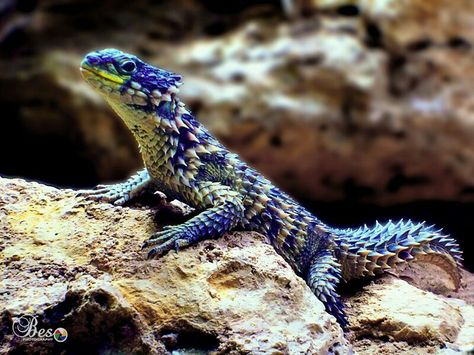 Reptiles And Amphibians, Natural Life, Exotic Pets, Amphibians, Life Insurance, Reptiles, Animals Beautiful, About Life, Pet Birds