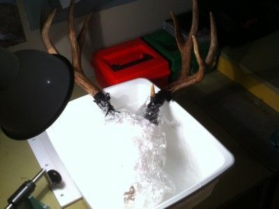 How to DIY a European mount (I find amazing bones here in the wilds of South Texas, I'd love to make some art out of them and Euro mount them!) Diy Deer Skull, European Mount Ideas, Euro Mount, Deer Skull Mount, Euro Mounts, Deer Heads Mount, Hunting Crafts, Deer Skull Art, Antler Ideas