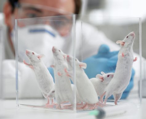 Scientists Split As Genetics Lab Scales Down Animal Tests...  http://flip.it/ev-00a Bio Student, Genetic Modification, Stop Animal Testing, Human Lungs, Student Aesthetic, Funny Test, Oprahs Book Club, Types Of Cancers, Art Theme