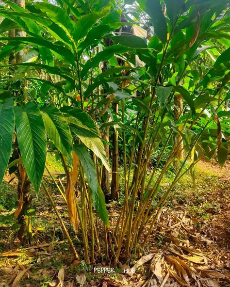 Cardamom plants Cardamom Plant, Black Pepper Plant, Fruit Fly Trap, Home Gardens, Coffee Plant, Mango Tree, Pepper Plants, Fruit Flies, Fly Traps