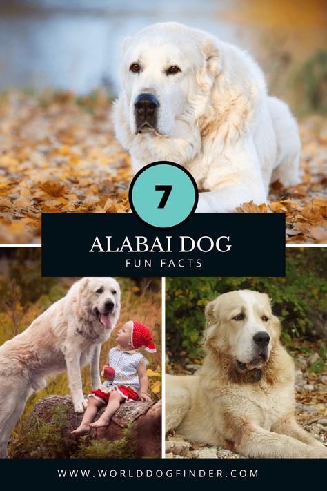 Goberian Dog, Protective Dog Breeds, Alabai Dog, Ancient Dogs, Biggest Dog, Protective Dogs, Livestock Guardian Dog, Livestock Guardian, Dangerous Dogs