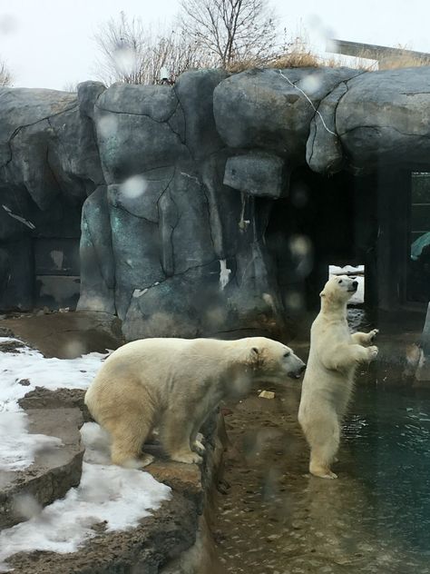 Connecting with Animals at the Toronto Zoo | To & Fro Toronto Zoo, Toronto Ontario, Family Day, Zoo Animals, Polar Bear, Ontario, Toronto, Animals, Quick Saves