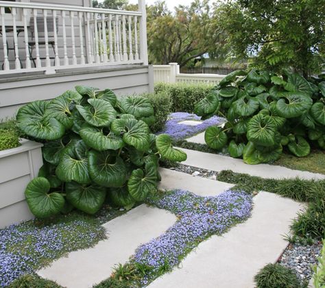 Award Winning Garden | Ligularia and Isotoma | The Plant Company Ligularia Reniformis, Tractor Seat Plant, Blue Star Creeper, Ideas For Small Gardens, Japanese Garden Design, Grasses Landscaping, Home Garden Design, Ground Cover Plants, Front House Landscaping