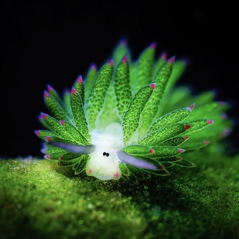 Leaf Slug, Sea Sheep, Slug, Sheep, Green