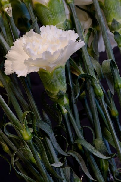 White Mini Carnations Fav Flower, Body Draw, White Carnations, Yellow Carnations, Mini Carnations, White Carnation, Red Carnation, 1st Wedding Anniversary, Anniversary Flowers