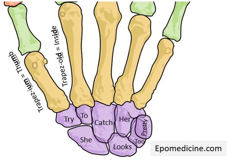 Carpal bones – Mnemonic - https://epomedicine.com/medical-students/carpal-bones-mnemonic/ Carpal Bones, Anatomy Bones, Rad Tech, School Rules, Human Anatomy And Physiology, Medical Anatomy, Remember The Name, Men's Health Fitness, Athletic Training