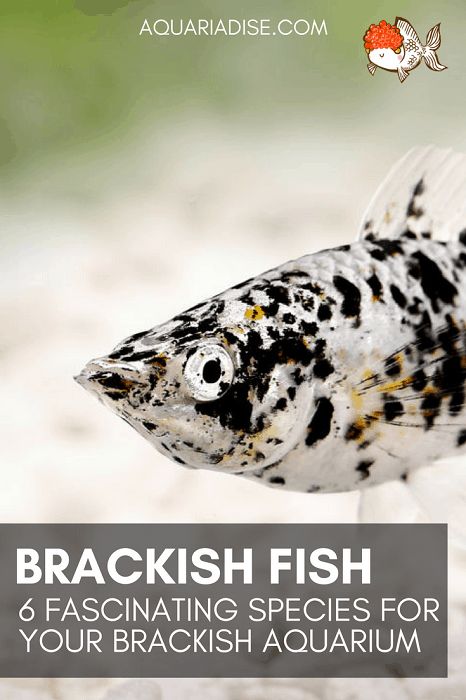 Brackish Aquarium, Fish Reference, Aquarium Inspiration, Saltwater Aquarium Fish, Tropical Fish Aquarium, Aquarium Supplies, Freshwater Aquarium Fish, African Cichlids, Baby Fish