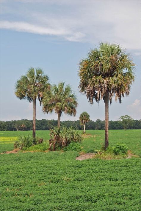 Sabal Palmetto, Palmetto Florida, Florida Trees, Palmetto Tree, Florida Art, Florida Girl, State Of Florida, Vintage Florida, Old Florida