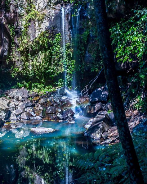 Glow Worms, Tamborine Mountain, Town And Country Magazine, Country Magazine, Witch Spirituality, Bird Watchers, Scenery Nature, The Rainforest, Earth From Space