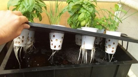 How To Start Hydroponics Growing With The Kratky Method 2 Kratky Hydroponics, Homemade Hydroponic System, Hydroponic Gardening Diy, Indoor Hydroponic Gardening, Diy Hydroponics, Hydroponic Gardening System, Home Hydroponics, Hydroponic Grow Systems, Aquaponics Fish