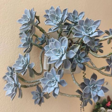 Ghost Plant Succulents, Ghost Succulent, Types Of Succulents Plants, Garden Succulents, Plant Succulents, Succulent Tree, Succulent Garden Indoor, Ghost Plant, Cactus Planta