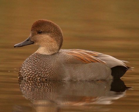 Gadwall Duck, White Wings, Bird Watcher, Mallard, Bird Feathers, Birds, Grey, Animals